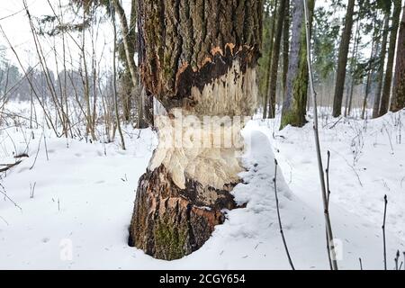 Die Folge der Invasion der Biber. Spuren von Biberzähnen auf Holz. Spielbaum. Winterwald Stockfoto