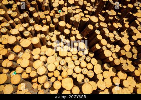 Ansicht der Sägeenden von gestapelten europäischen Fichtenstämmen in einem Holzstapel, Finnland Stockfoto