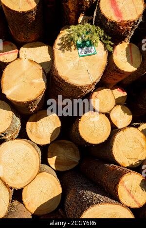 Nahaufnahme von gesägten Enden von gestapelten europäischen Fichtenstämmen in einem Holzstapel, Finnland Stockfoto