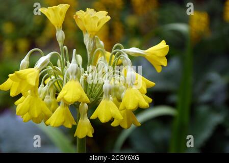 Blass Yellow Primula 'Florindae' (tibetanischer Kuhslip) Blumen in einer Grenze bei RHS Garden Harlow Carr, Harrogate, Yorkshire, England, UK. Stockfoto