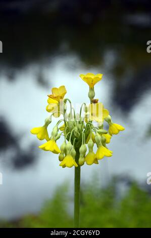 Blass Yellow Primula 'Florindae' (tibetanischer Kuhslip) Blumen in einer Grenze bei RHS Garden Harlow Carr, Harrogate, Yorkshire, England, UK. Stockfoto