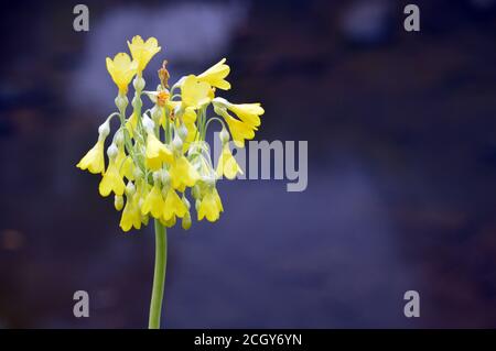 Blass Yellow Primula 'Florindae' (tibetanischer Kuhslip) Blumen in einer Grenze bei RHS Garden Harlow Carr, Harrogate, Yorkshire, England, UK. Stockfoto