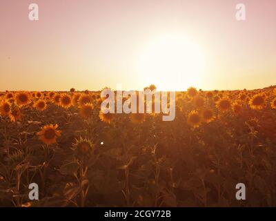 Verschwommener Hintergrund Sonnenblume auf dem Feld, blühende gelbe Sonnenblumen Feld. Sommer Natur Landschaft Stockfoto