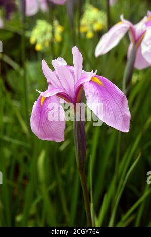 Pink Iris ensata 'Rose Queen' (Japanische Wasseriris) Blume in einer Grenze bei RHS Garden Harlow Carr, Harrogate, Yorkshire, England, UK angebaut. Stockfoto