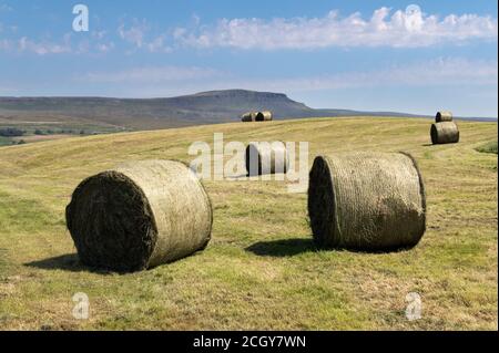 Runde Heuballen auf einer Wiese in Ribblesdale im Yorkshire Dales National Park, mit Pen-y-ghent Gipfel im Hintergrund. Stockfoto
