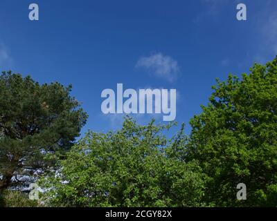 Dunkelblauer Himmel mit weichen, wispigen Wolken mit Kopierraum Über Bäumen Stockfoto