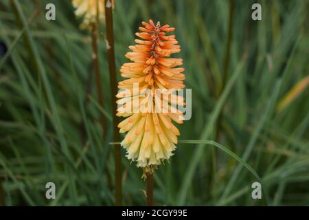 Single kniphofia oder Red Hot Poker vor weichem grünen Hintergrund Stockfoto