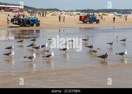 Costa da Caparica, Portugal - 10. September 2020: Eine Kunst der Fischer Schleppnetzfischfang vom touristischen Strand mit einem Traktor. Urlauber beobachten und hellen Stockfoto