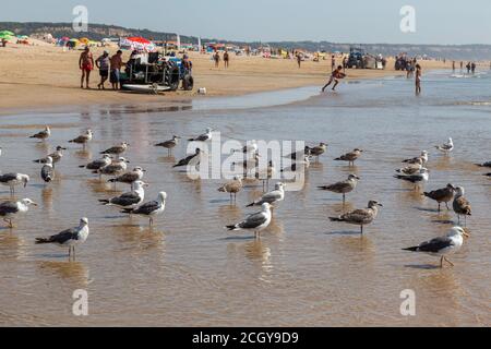 Costa da Caparica, Portugal - 10. September 2020: Eine Kunst der Fischer Schleppnetzfischfang vom touristischen Strand mit einem Traktor. Urlauber beobachten und hellen Stockfoto