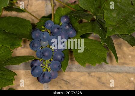 Reife wilde blaue Trauben auf der Rebe mit grünem in Natürliche Umgebung Stockfoto
