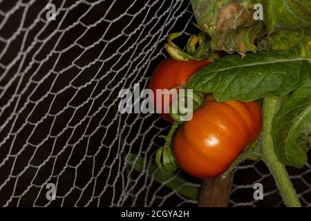 Große rote Tomaten auf der Rebe in heimischen Garten Einstellung Mit Stahlgeflecht Hintergrund Stockfoto
