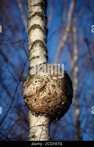 Nahaufnahme eines großen runden Burls, der am europäischen Birkenstamm wächst, Finnland Stockfoto