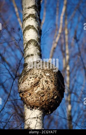 Nahaufnahme eines großen runden Burls, der am europäischen Birkenstamm wächst, Finnland Stockfoto