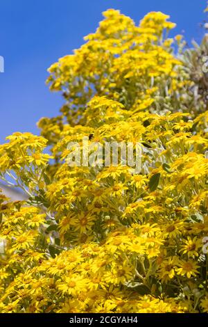 Brachyglottis greyi, auch Senecio greyi genannt, mit dem gemeinsamen Namen Gänseblümchen-Busch hat leuchtend gelbe Blüten. Stockfoto