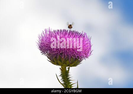 Biene fliegt über einen Carduus, Distelblüten Stockfoto