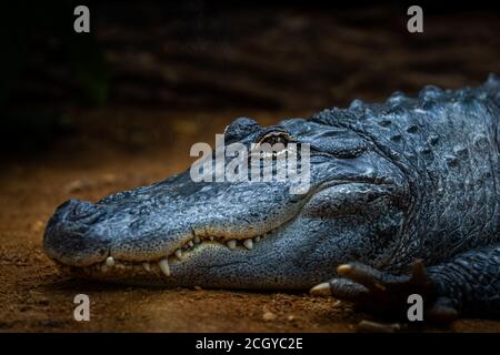 Porträt von Krokodil im Dschungel Stockfoto