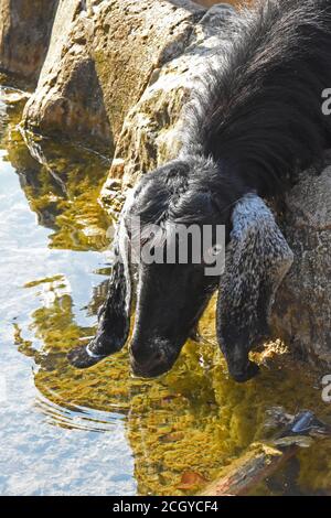 Ziegen trinken Wasser Stockfoto