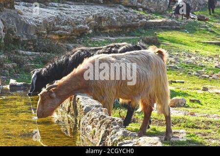 Ziegen trinken Wasser Stockfoto