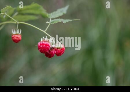 Stock Foto von vier wilden Himbeeren hängen an einem Zweig. Selektiver Fokus Stockfoto