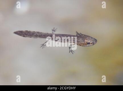 Salamander Larve zeigt die äußeren Kiemen Stockfoto