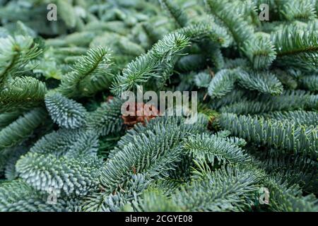 Weihnachten festliche Hintergrund mit Kopierer Platz. Kegel auf Pelzbaum Zweig. Neues Jahr Poster für Design Stockfoto