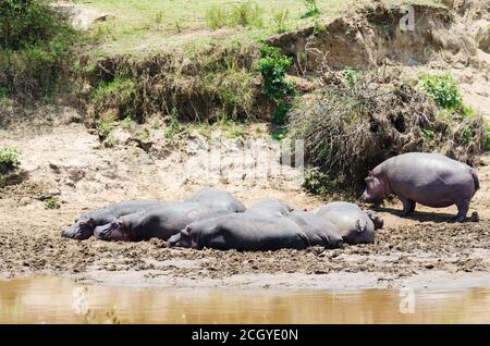 Hippopotamus Sonnenbaden am Ufer des Mara Flusses, Masai Mara Reserve, Kenia Stockfoto