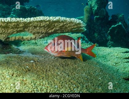 Saber-Eichhörnchen, Sargocentron spiniferum, mit sauberer Lippe, Ari-Atoll, Malediven, Indischer Ozean Stockfoto