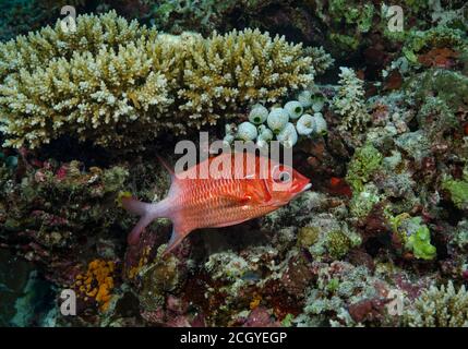 Saber-Eichhörnchen, Sargocentron spiniferum, Ari-Atoll, Malediven, Indischer Ozean Stockfoto