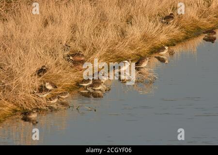 Wasservögel am Wasserrand Stockfoto
