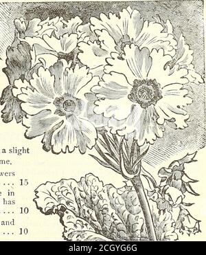 . Dreer's Garden 1902 Kalender . ermüdende rosige Fliederblumen in scheinbar nie endenden Überfluss. (Siehe Ausschneiden.) 25 3822 Floribunda. Der saine allgemeinen Charakter als obconica, die nur in der Farbe der Blume, die ein schöner Farbton von Gelb ist. 25 HARI5Y PRIMELN. Diese gehören zu den besten der frühen Frühling blühenden Pläne. Mit einem Schrägschutz werden sie den Winter aushalten, aber besser, wenn sie durch einen kalten Rahmen geschützt werden. 3821 Cortusoides Amoena. Charmante Sorte, mit dunklen karmesinroten Blüten mit ausgeprägtem weißen Auge 15 3825 Japonica (^Japanische Primrose). Helle und auffällige Blumen, getragen inwdiorls Stockfoto