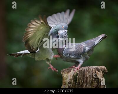 Zwei wilde Tauben, Columba livia, kämpfen auf dem Holzstamm, Stanley Park, Blackpool, Großbritannien Stockfoto