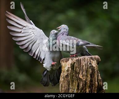 Zwei wilde Tauben, Columba livia, kämpfen auf dem Holzstamm, Stanley Park, Blackpool, Großbritannien Stockfoto