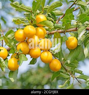 Gelbe Mirabellpflaumen auf dem Baum Stockfoto