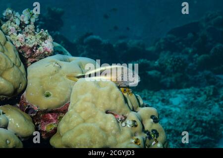 Blackside Hawkfish, Paracirrhites forsteri, auf Korallenriff, Malediven, Indischer Ozean Stockfoto