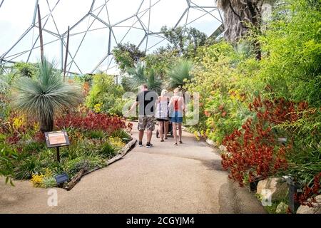 Besucher, die im Rahmen des Eden Project Complex in Cornwall durch den Western Australia Garden im Mediterranean Biome spazieren. Stockfoto