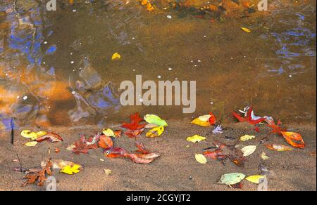 Herbstblätter schweben auf dem Wasser an einem Flussufer Stockfoto