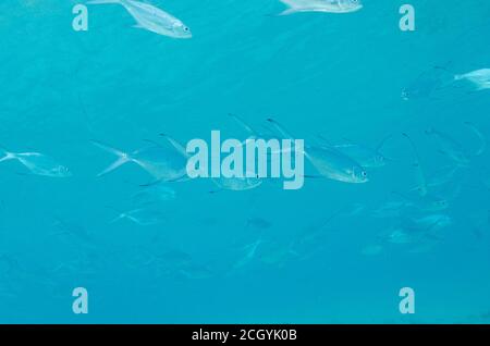 Schwarzfleckiger Pompano, Trachinotus bailloni, im Oberflächenwasser, Bathala Island, Malediven Stockfoto