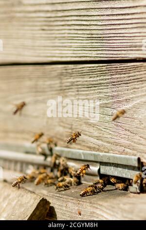 Viele Bienen kehren zum Bienenstock zurück und betreten den Bienenstock mit gesammeltem Blumennektar und Blütenpollen. Bienenschwarm, der Nektar von den Blumen sammelt Stockfoto