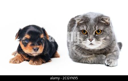 Grau süße Hauskatze und hübsche Welpe liegt auf einem weißen Hintergrund, Foto im Studio Stockfoto
