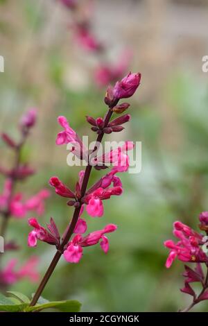 Salvia Mulberry Konfitüre Blütenspitzen von Nektar reichen Blumen Stockfoto