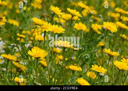 Ein Feld von Mais Ringelblume Blumen Glebionis segetum Stockfoto