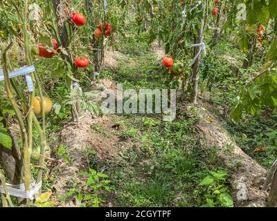 Bio-rote Riese hausgemachten Beefsteak Tomaten auf ihre Pflanzen bereit In einem Gewächshaus zu ernten Stockfoto