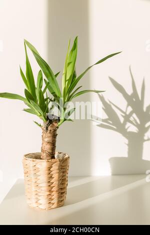 Yucca Palme in einem Strohtopf und Schatten auf einem Weiße Wand Stockfoto