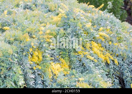 Eine Acacia baileyana Prostata, eine niedrig wachsende Version einer Cootamundra Wattle mit ihren leuchtend gelben Blüten im Winter Stockfoto