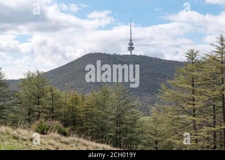 Himalayan Cedar, Cedrus deodara Forest im National Arboretum in Canberra, Australien und der Telstra Tower auf Black Mountain im Hintergrund Stockfoto