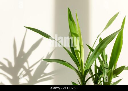 Palmenjucca und Schatten auf einer weißen Wand Stockfoto