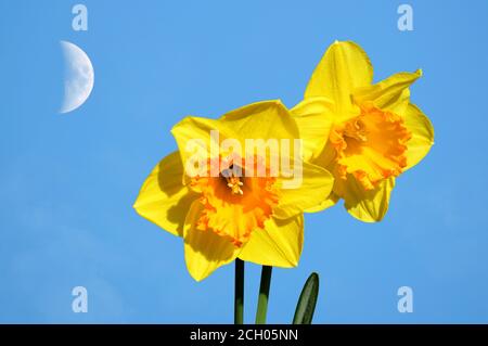 Narzissen Lateinischer Name Narcissus Goldmedaille blüht mit einer Hälfte mondhimmel Stockfoto