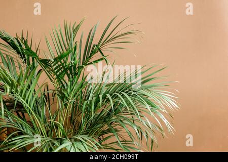 Exotische tropische grüne Palmenblätter, Verzweigungen auf braunem Hintergrund mit Leerzeichen für Text. Flach liegend, Draufsicht Stockfoto