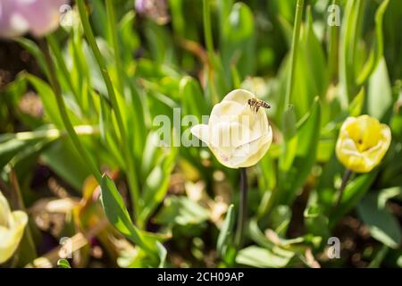 Honigbiene fliegt auf Blume in der Tierwelt, Biene auf der Suche nach Honig auf einer gelben Tulpe Stockfoto