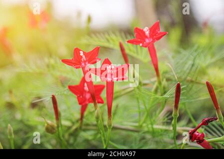 Schöne Blume Hintergrund rosa Blume Stern Blume Hintergrund Bild Stockfoto